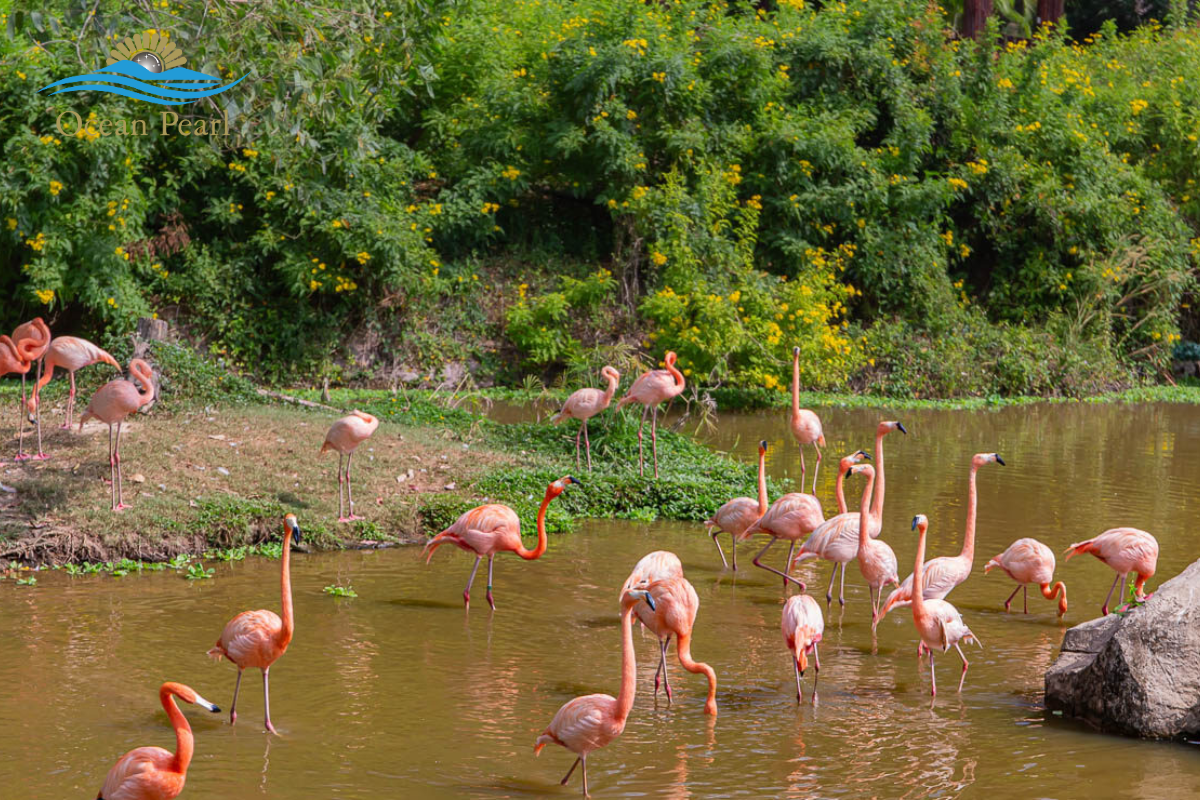 Hồng Hạ Vinpearl Safari Phú Quốc